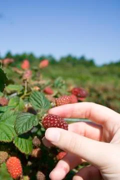 Tayberry picking Stock Photos