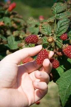 Tayberry picking Stock Photos