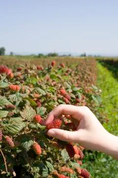 Tayberry picking Stock Photos