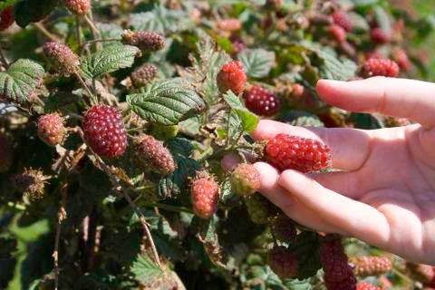 Tayberry picking Stock Photos