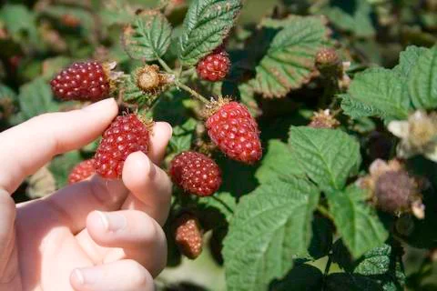Tayberry picking 写真素材