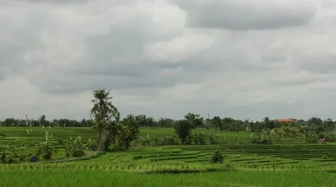 Taymlaps Clouds Over Rice Field Stock Footage 67533163