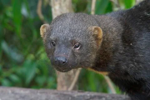 Tayra, Eira barbara Stock Photos