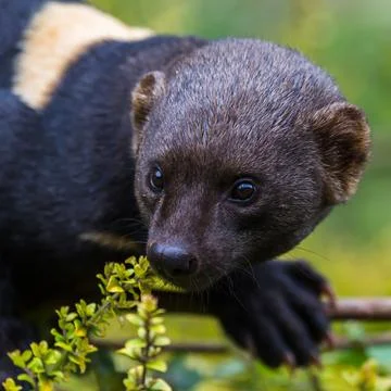Tayra square crop Stock Photos
