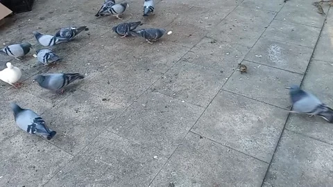 Tbilisi. Bird feeding. Stock Footage 225120322