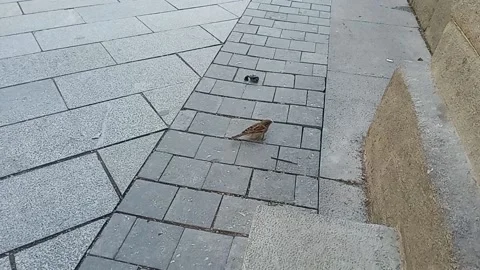 Tbilisi. Bird on the sidewalk Stock Footage 225133404