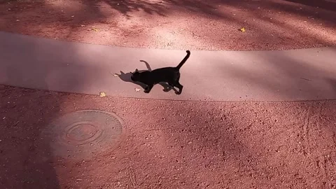 Tbilisi. black cat Stock Footage 225120490