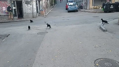 Tbilisi. Flock of stray cats Stock Footage 225131640