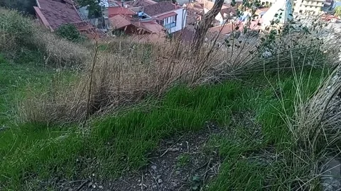 Tbilisi. Green grass in the mountains Stock Footage 225119508