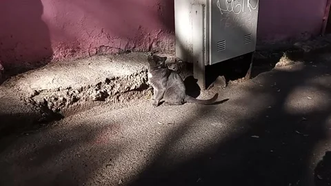 Tbilisi. homeless cat Stock Footage 225139210