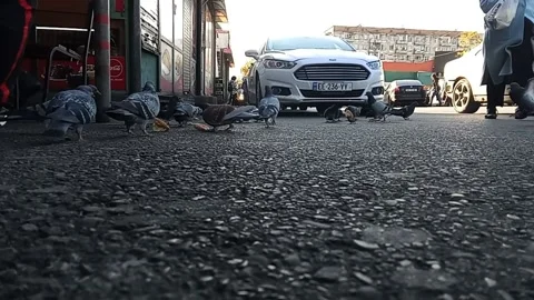 Tbilisi. Pigeons beggars)) Stock Footage 225151515
