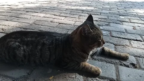 Tbilisi. Resting cat on the sidewalk Stock Footage 225116536
