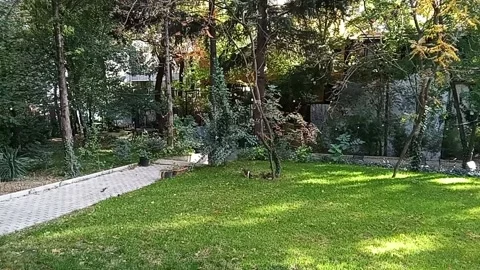 Tbilisi. Trees in the park Stock Footage 225118895