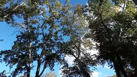 Tbilisi. Trees on the waterfront Stock Footage 225118184