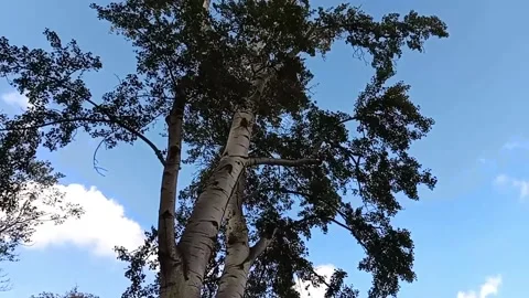 Tbilisi. The wind shakes the tree Stock Footage 225118508