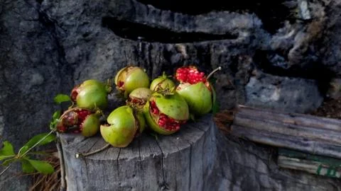 From Tbilisi's "botanic park" Pomegranates. Stock Photos