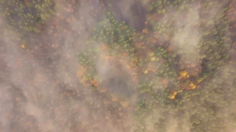 TdLasMglaJesien Stock Footage 98007877