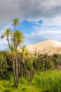 Te Paki Dunes -cabbage tree Stock Photos