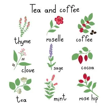 Tea and coffee plants Stock Illustration