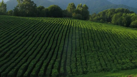Tea and mountains Stock Footage 131845989