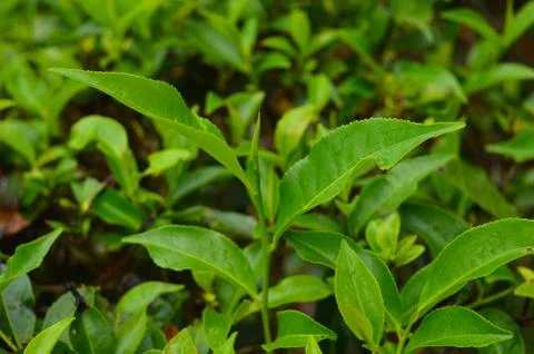 Tea is an aromatic beverage commonly prepared by pouring hot or boiling water Stock Photos