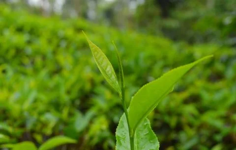 Tea is an aromatic beverage commonly prepared by pouring hot or boiling water Stock Photos