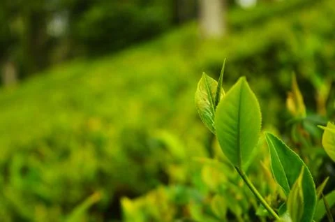 Tea is an aromatic beverage commonly prepared by pouring hot or boiling water Stock Photos