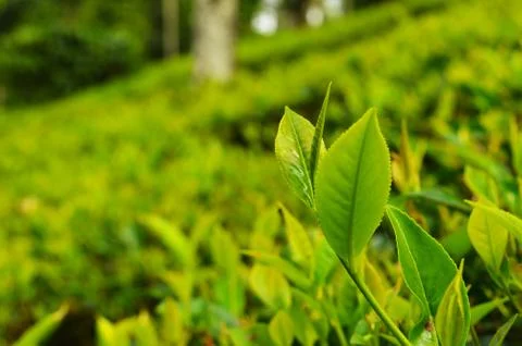 Tea is an aromatic beverage commonly prepared by pouring hot or boiling water Stock Photos