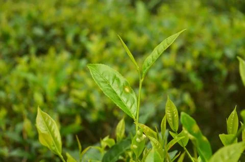 Tea is an aromatic beverage commonly prepared by pouring hot or boiling water Stock Photos