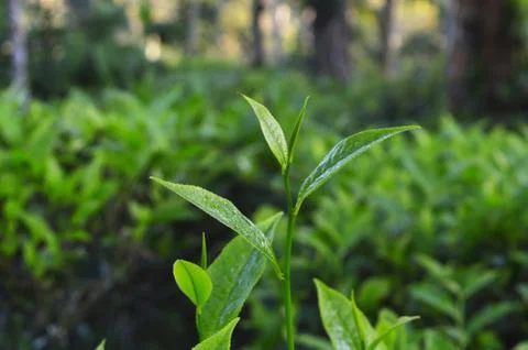Tea is an aromatic beverage commonly prepared by pouring hot or boiling water Stock Photos