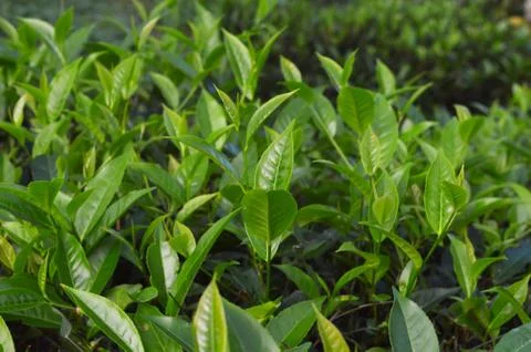 Tea is an aromatic beverage commonly prepared by pouring hot or boiling water Stock Photos
