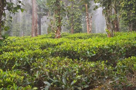 Tea is an aromatic beverage commonly prepared by pouring hot or boiling water Stock Photos