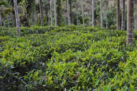 Tea is an aromatic beverage commonly prepared by pouring hot or boiling water Stock Photos