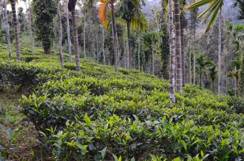 Tea is an aromatic beverage commonly prepared by pouring hot or boiling water Stock Photos