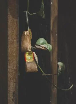 Tea bag hanging on a little tree Stock Photos