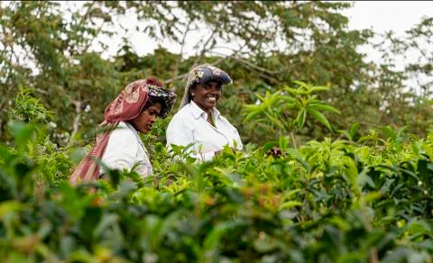 Tea being picked by hand Stock Photos