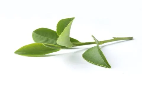 Tea branch Stock Photos