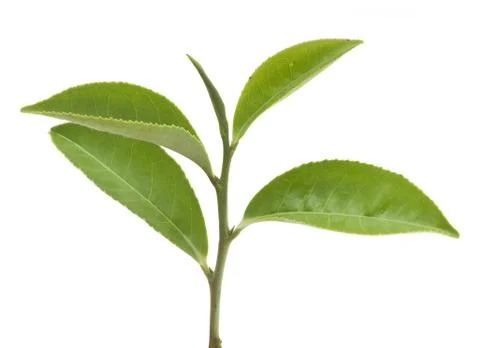 Tea branch Stock Photos