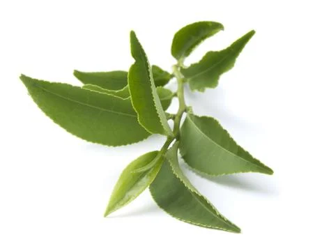 Tea branch Stock Photos