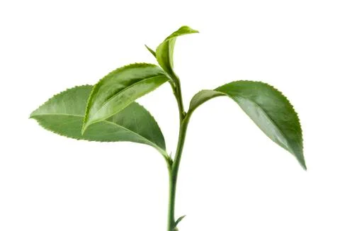 Tea branch Foto stock