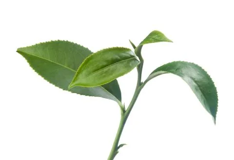 Tea branch Stock-Fotos