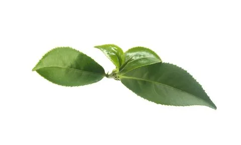 Tea branch Stock Photos
