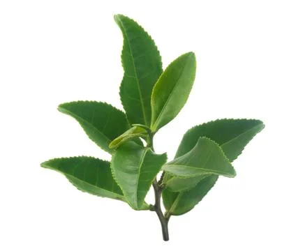 Tea branch Stock Photos