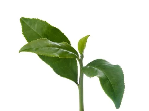 Tea branch Stock Photos