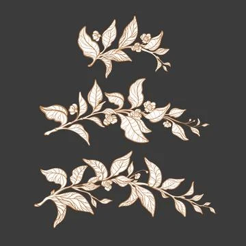 Tea branch. Vector floral set. Nature frame. Art symbol, isolate. Herbal desi Stock Illustration