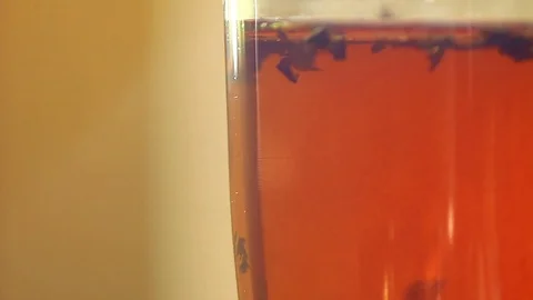 Tea is brewed in a cup Stock Footage 73750040
