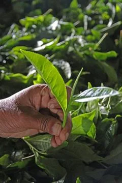 Tea bud 스톡 사진