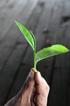 Tea bud Stock Photos