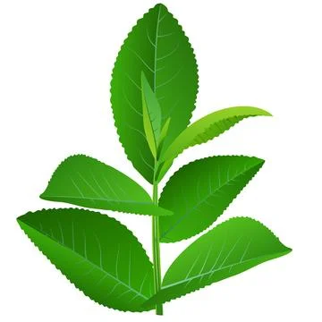 Tea bush branch Stock Illustration