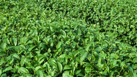 Tea bush close up 库存影片 35429249